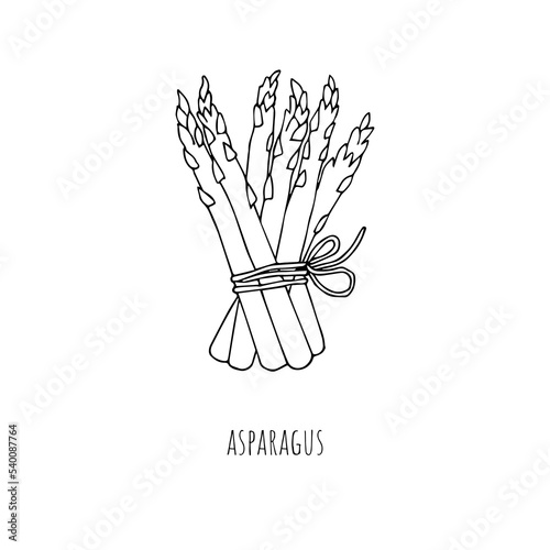 Mediterranean diet foods black and white sketch bunch of asparagus isolated on white background 