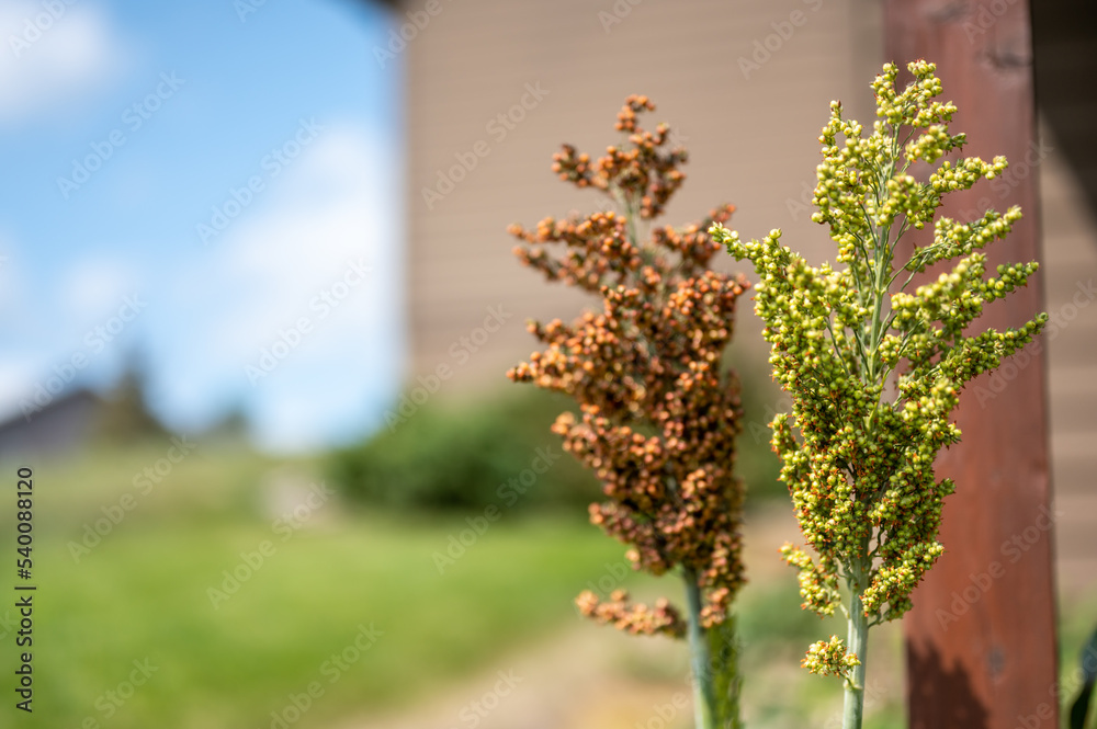 Selective focus on maturing seed head of sorghum bicolor Selective focus on maturing seed head of sorghum bicolor