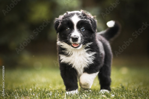 Miniatur Australian Shepherd Welpe