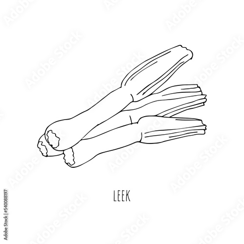 Mediterranean diet foods black and white sketch bunch of leeks isolated on white background 