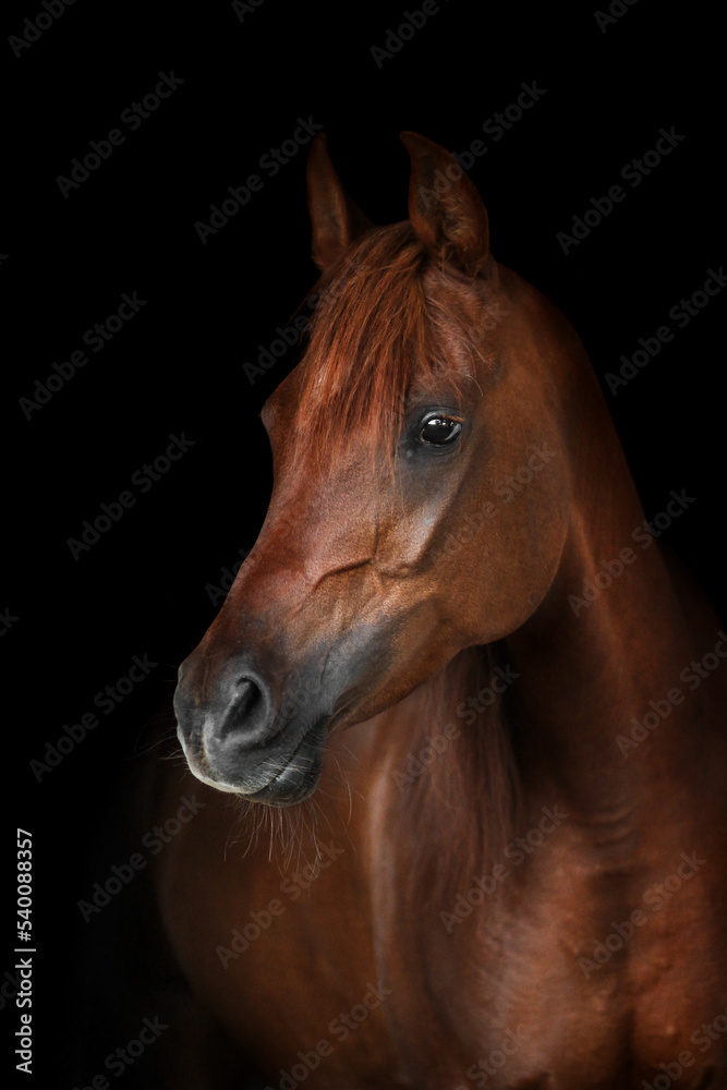 Obraz premium Pferd vor schwarzem Hintergrund