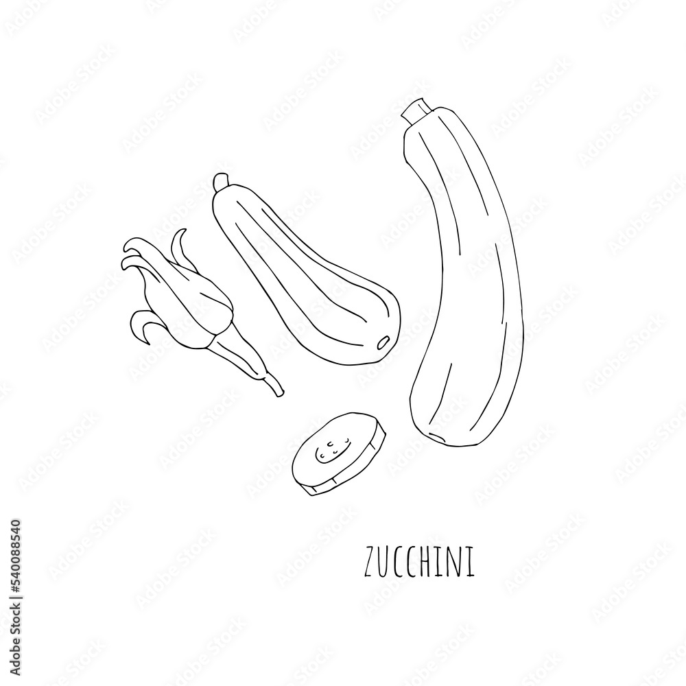 Mediterranean diet foods black and white sketch zucchini and zucchini flower isolated on white background Mediterranean diet foods black and white sketch zucchini and zucchini flower isolated on white background