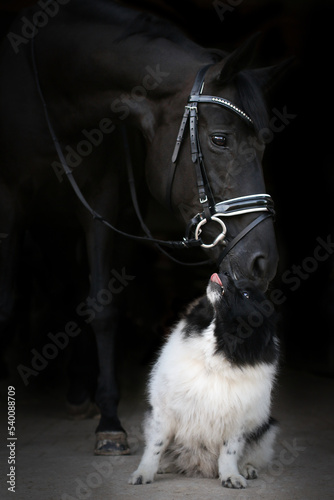 Hund und Pferd vor schwarzem Hintergrund photo