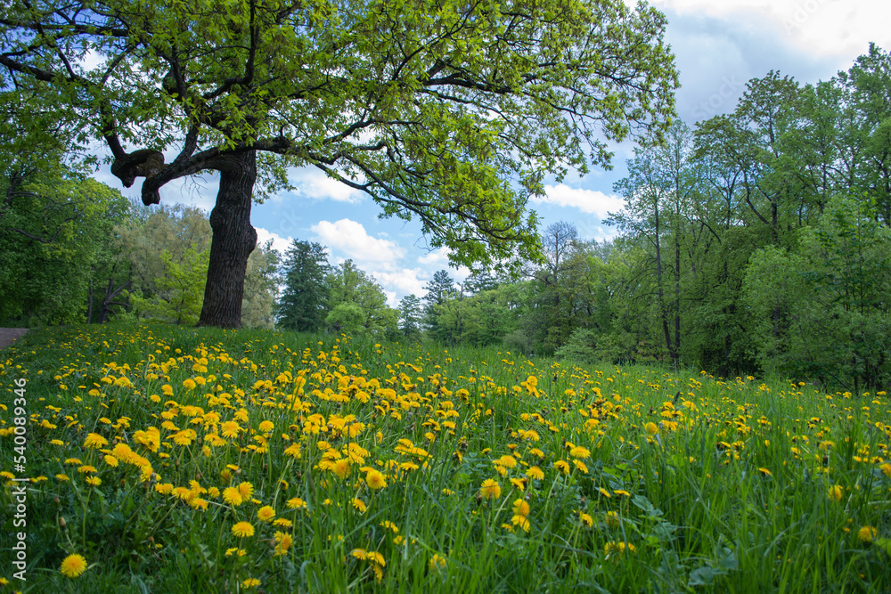 Obraz premium Yellow dandelions in a green field next to a large tree on a sunny summer day