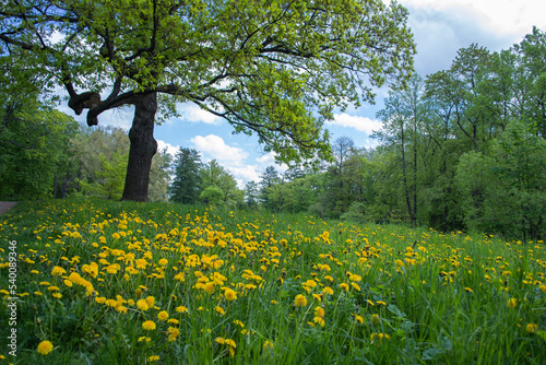 Yellow dandelions in a green field next to a large tree on a sunny summer day