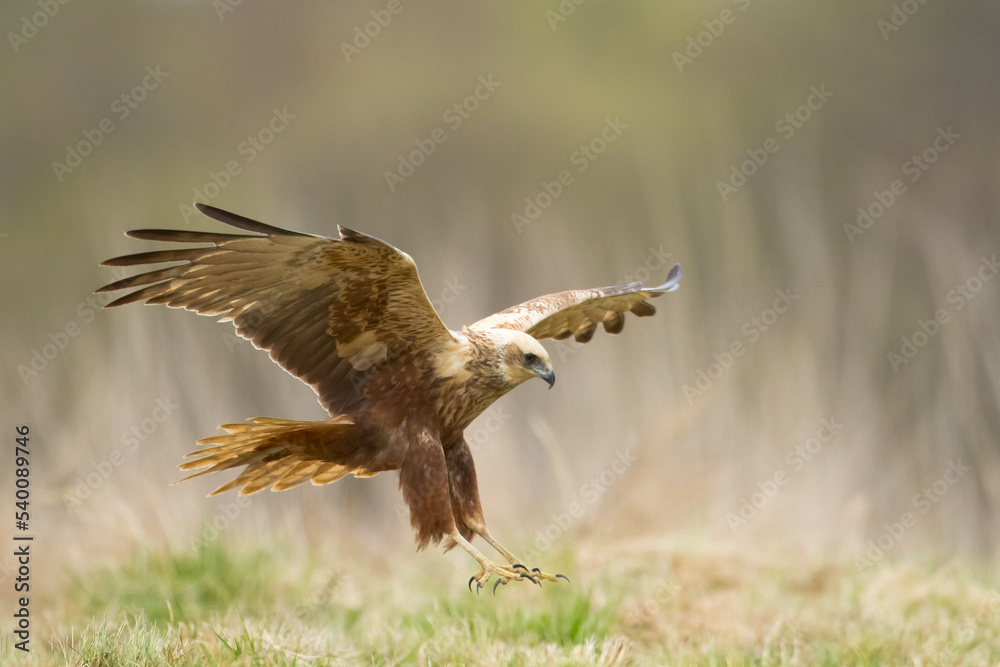 Flying Birds of prey Marsh harrier Circus aeruginosus, hunting time Poland Europe Flying Birds of prey Marsh harrier Circus aeruginosus, hunting time Poland Europe
