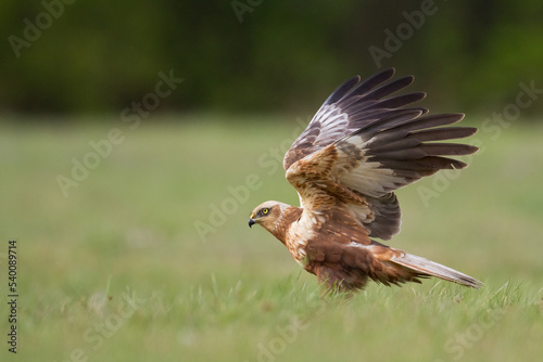 Flying Birds of prey Marsh harrier Circus aeruginosus, hunting time Poland Europe