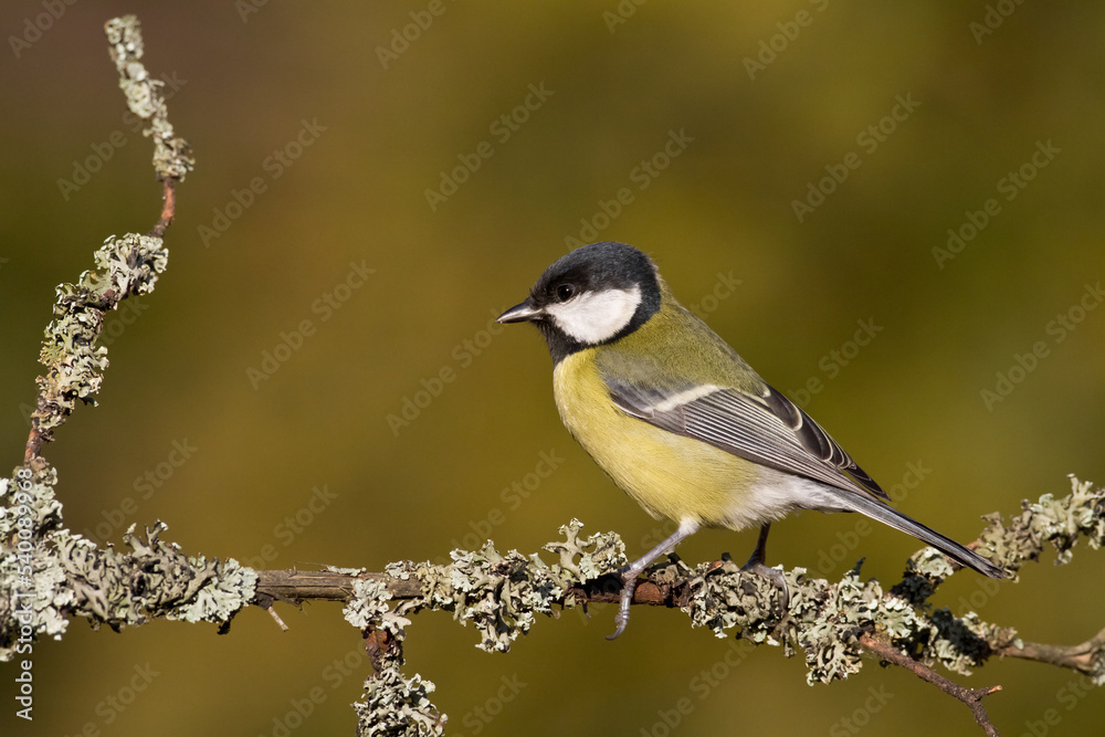 Fototapeta premium Colorful great tit ( Parus major ) perched on a tree trunk, photographed in horizontal, amazing background