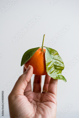 African American woman, Black woman hand holding a whole satsuma mandarin orange with green leaves and stem, white background