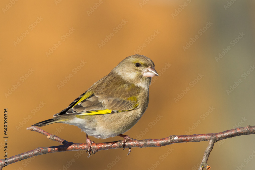 European greenfinch Chloris chloris or common greenfinch songbird	