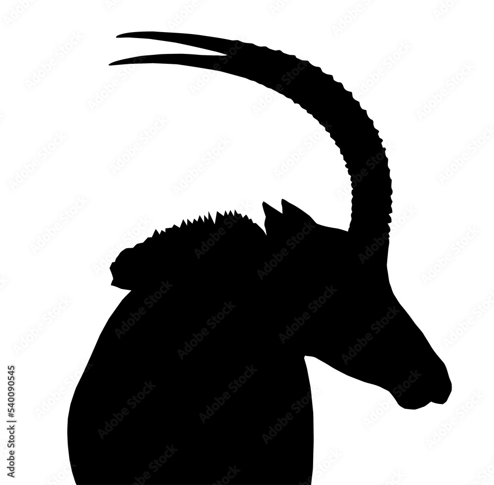 Fotografie Sable Bull Portrait Side View Isolated Silhouette
