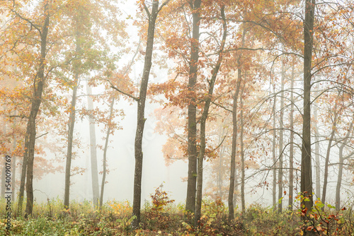 Autumn landscape misty foggy day in Knyszyn Primeval Forest, Poland Europa, early morning, sunrise in oak misty forest
