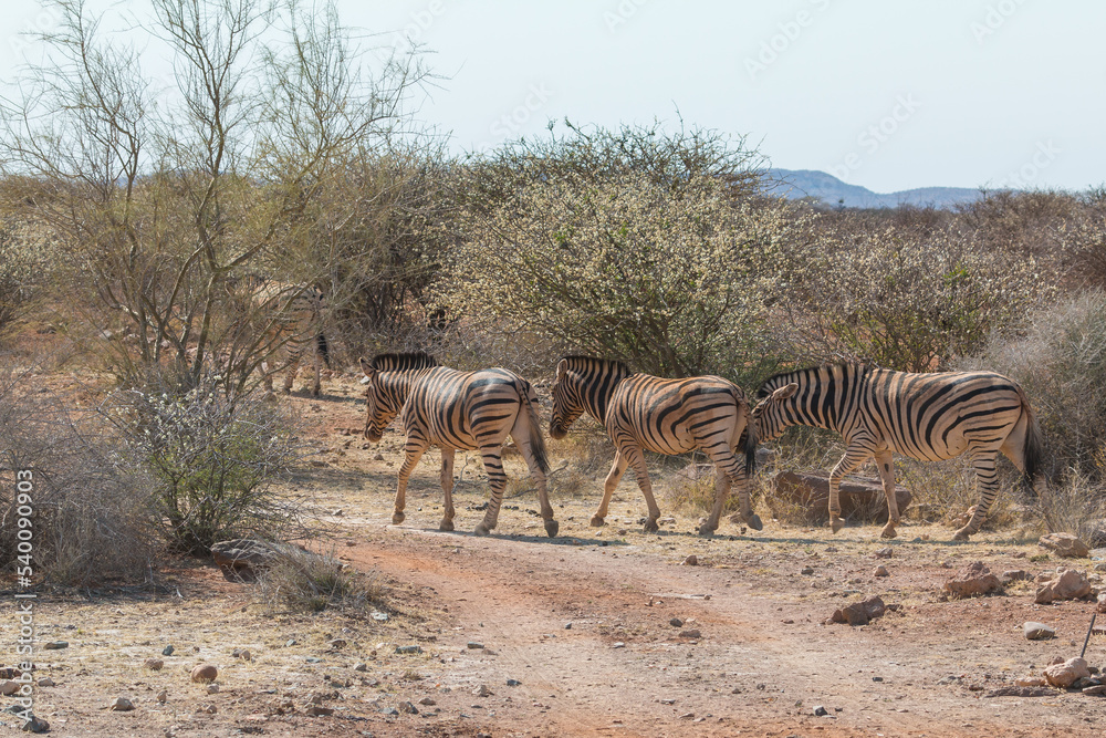 Plains zebra or Burchell zebra at Oanob park, Namibia.