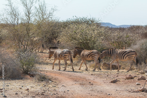 Plains zebra or Burchell zebra at Oanob park  Namibia.