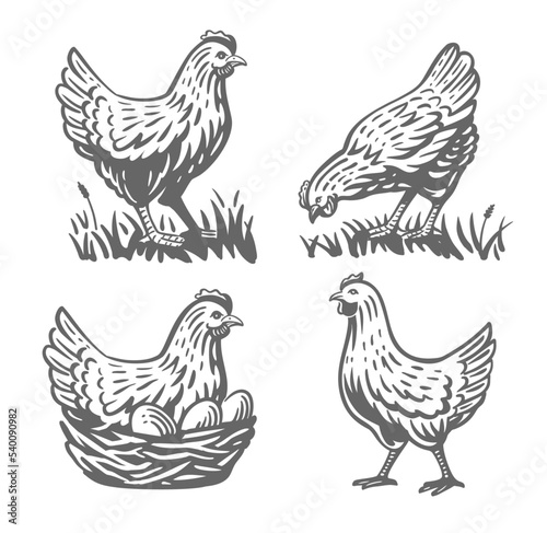Chicken with eggs vintage illustration vector set.