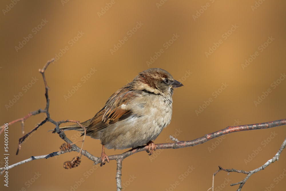 Fototapeta premium Bird - House sparrow Passer domesticus sitting on the branch 