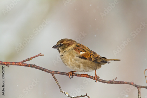 Bird - House sparrow Passer domesticus sitting on the branch 