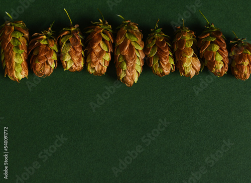 Flat lay. Still life with dried hop cones, humulus lupulus, on green background with copy advertising space for text. Ingredient in the beer industry.
