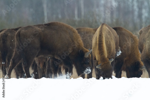 Mammals - wild nature European bison ( Bison bonasus ) Wisent herd standing on the winter snowy field North Eastern part of Poland, Europe Knyszynska Primeval Forest photo