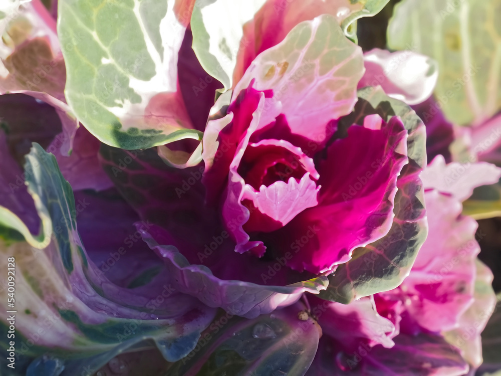 Obraz premium Brassica oleracea wonderful blooming red cabbage