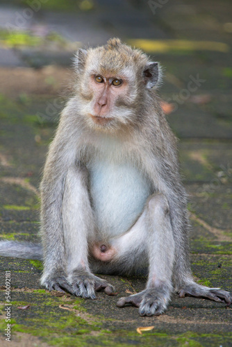 The crab-eating macaque or Macaca fascicularis is native to Southeast Asia. © Mihir Joshi