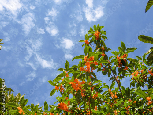 橙色の花が咲いた金木犀の木の枝