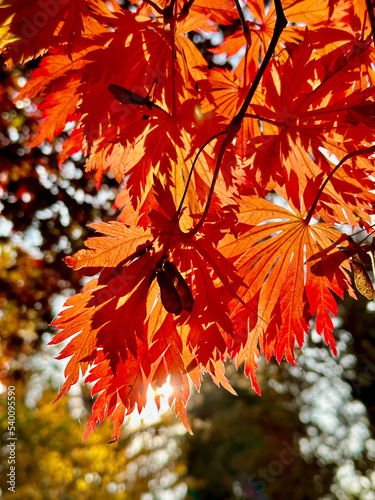 Falling autumn maple japane...
