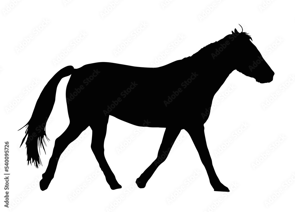 Portrait Silhouette of Large Horse Galloping