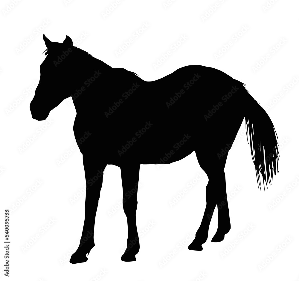 Obraz premium Portrait Silhouette of Large Horse Standing