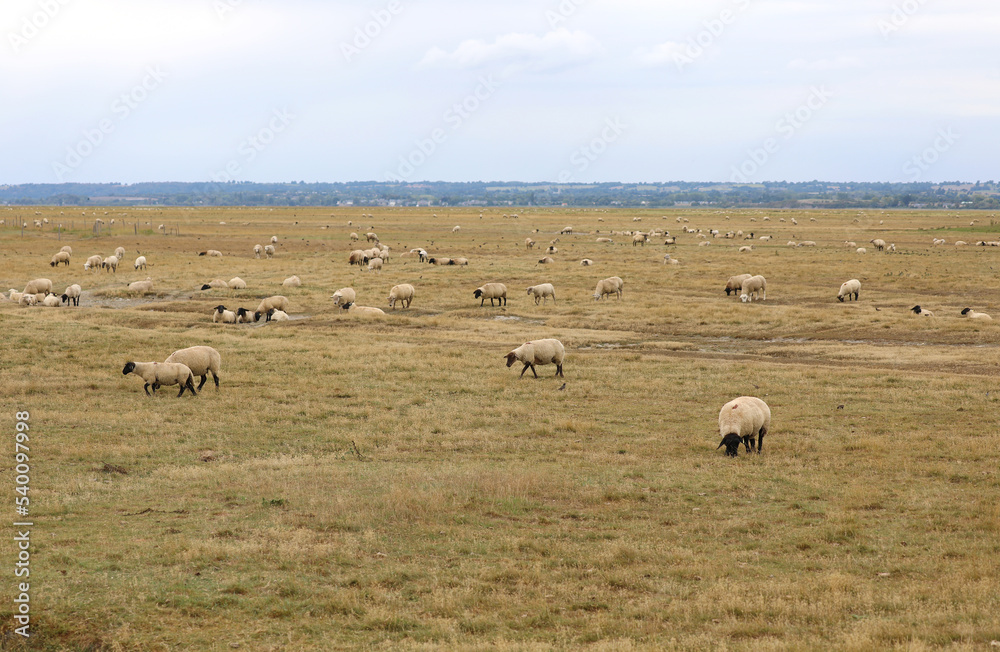 Obraz premium flock of sheep of breed SUFFOLK with BLACK legs and black head in the pasture