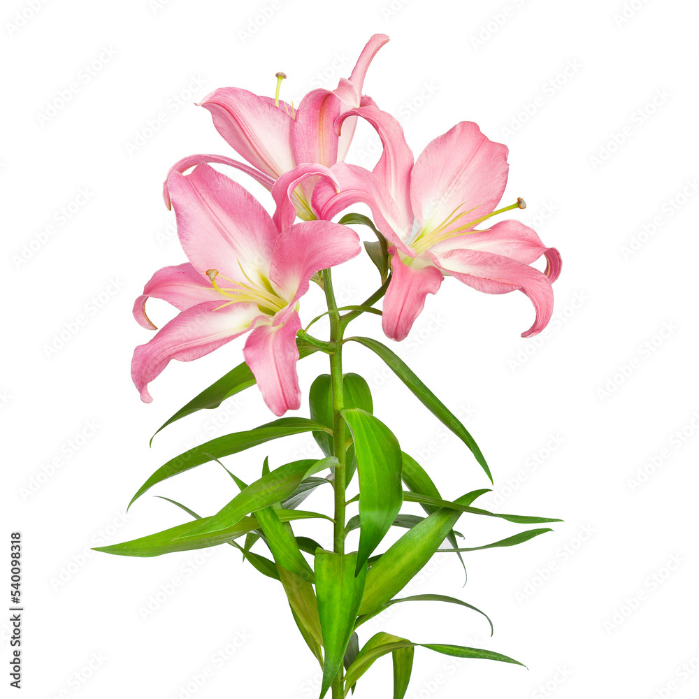 Lilies flowers. Pink lilies. Flowers are isolated on a white background