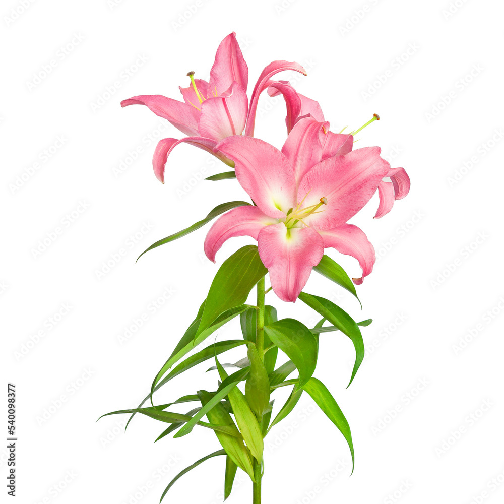 Lily flowers. Pink lilies. Flowers isolated on white background