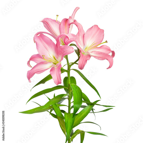 Lilies flowers. Pink lilies. Flowers are isolated on a white background