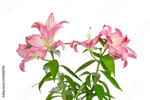 Fototapeta Naklejka Na Ścianę i Meble -  Pink lilies. Lily flowers. Close-up flowers isolated on white background