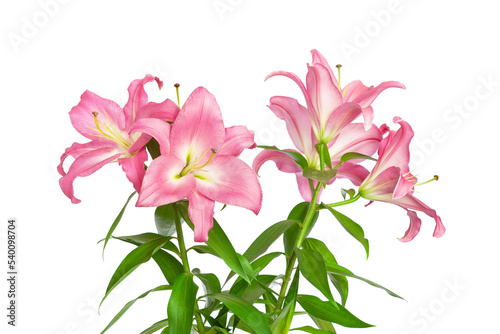 Pink lilies. Lilies flowers. Close-up flowers isolated on white background