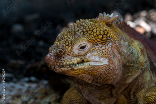 Land iguana portrait