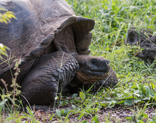 Galapagos Giant tortoise in the grass