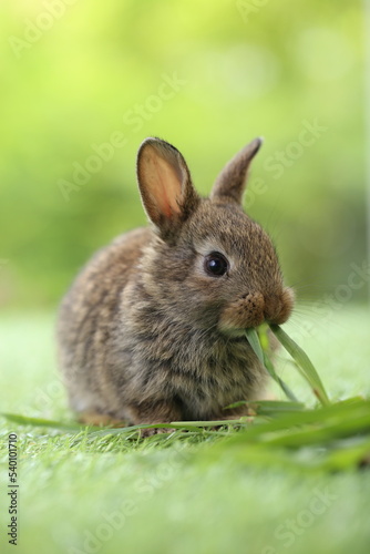 Cute little rabbit on green grass with natural bokeh as background during spring. Young adorable bunny playing in garden. Lovrely pet at park