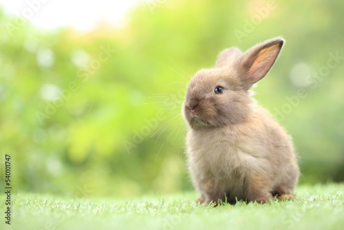 Cute little rabbit on green grass with natural bokeh as background during spring. Young adorable bunny playing in garden. Lovrely pet at park