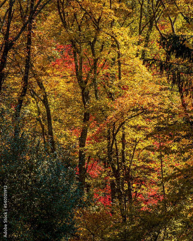 Autumn color in Stokes State Forest New Jersey