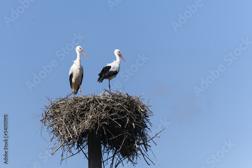 Couple of white storks standing on their nest made of branches and twigs, high up on a nesting pole, against a blue sky.