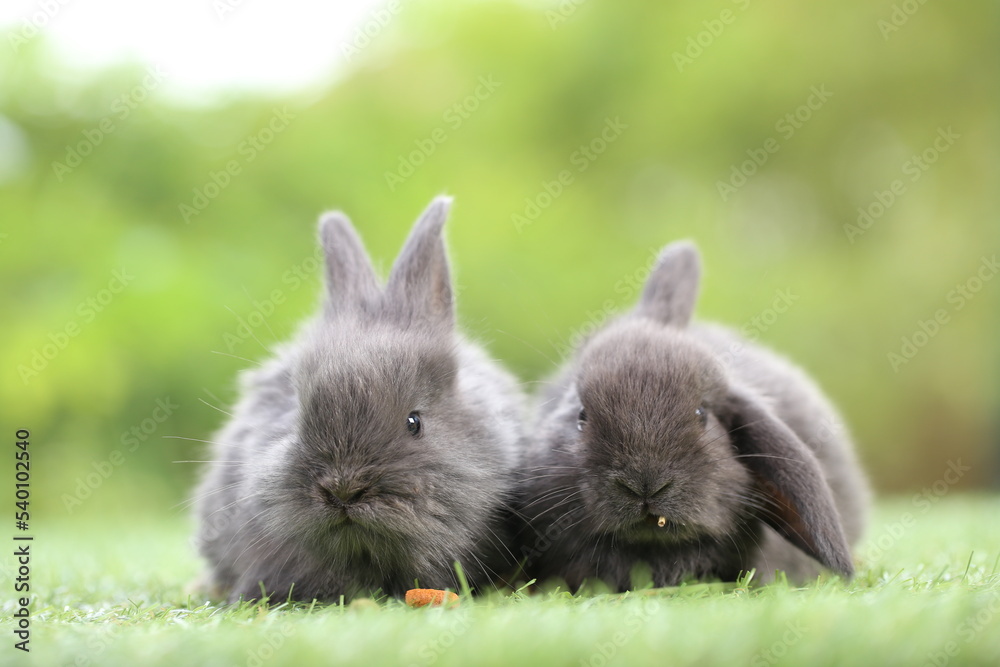 Cute little rabbit on green grass with natural bokeh as background during spring. Young adorable bunny playing in garden. Lovrely pet at park Cute little rabbit on green grass with natural bokeh as background during spring. Young adorable bunny playing in garden. Lovrely pet at park
