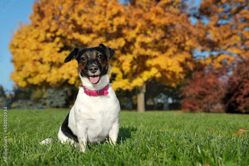 Happy jack russel terrier sitting at the autumn lawn