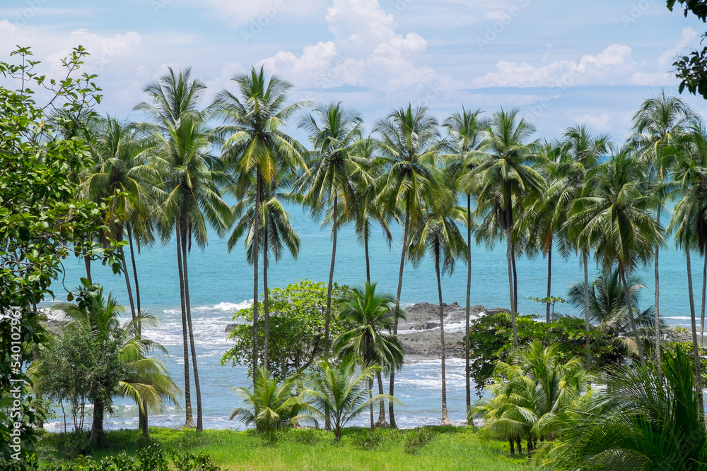 Paisaje con palmeras en la costa de Puntarenas en Costa Rica