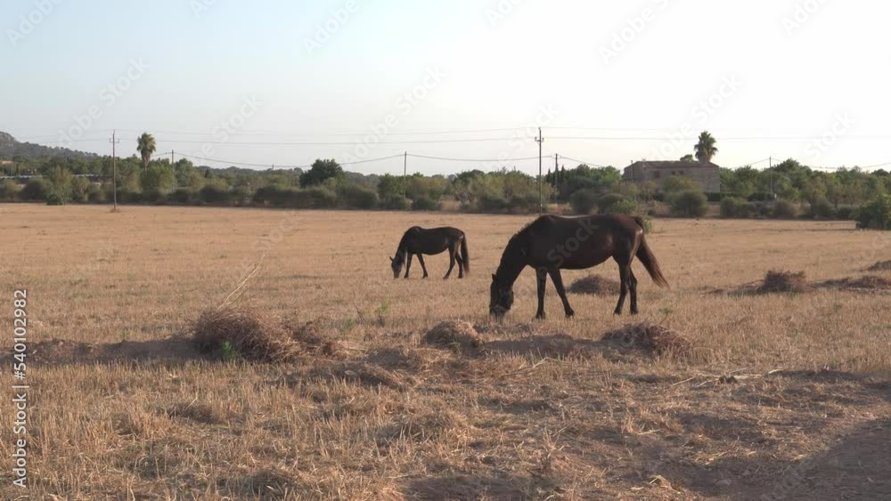 Black horses in a dry field grazing, in the interior of the island of Mallorca. Effects of the summer drought in the Mediterranean countryside Black horses in a dry field grazing, in the interior of the island of Mallorca. Effects of the summer drought in the Mediterranean countryside