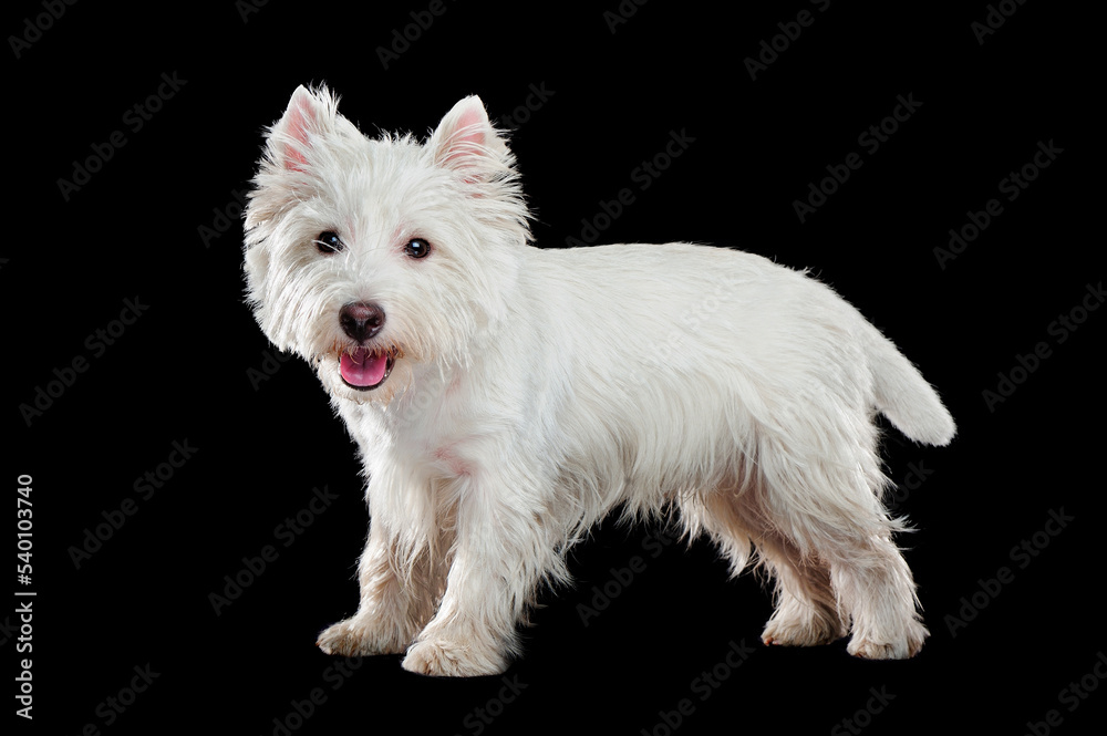 Cute white west highland terrier standing at the black background Cute white west highland terrier standing at the black background
