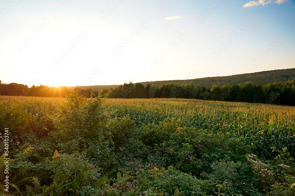 A picture of a corn cob field with sunset