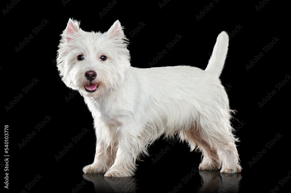 Full length portrait of a west highland terrier isolated on black Full length portrait of a west highland terrier isolated on black
