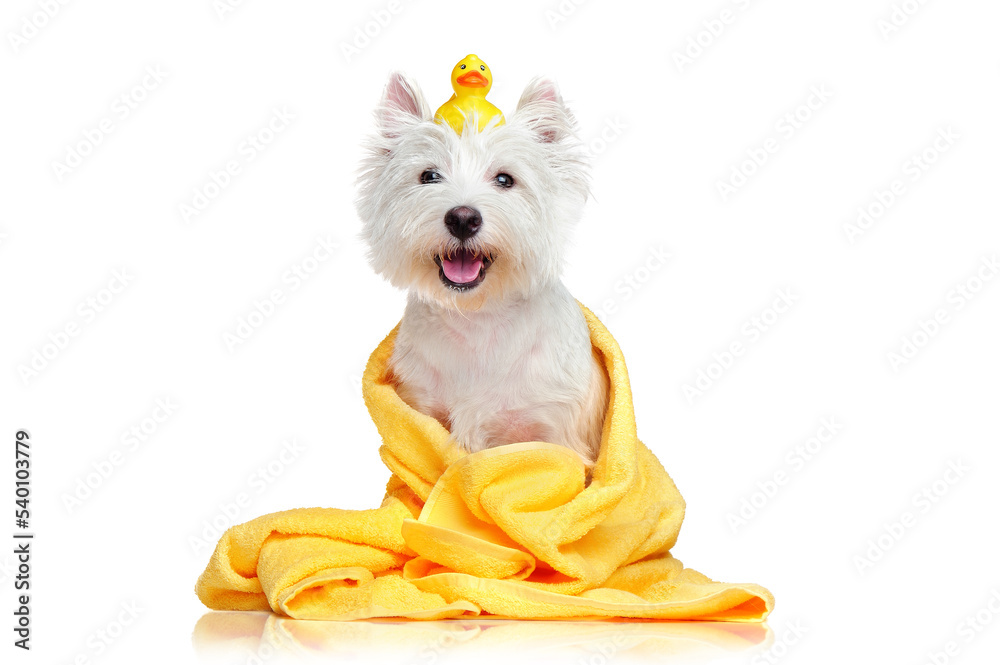 Happy dog after bath wrapped in a towel