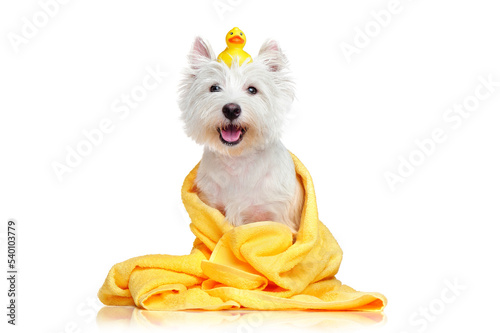 Happy dog after bath wrapped in a towel